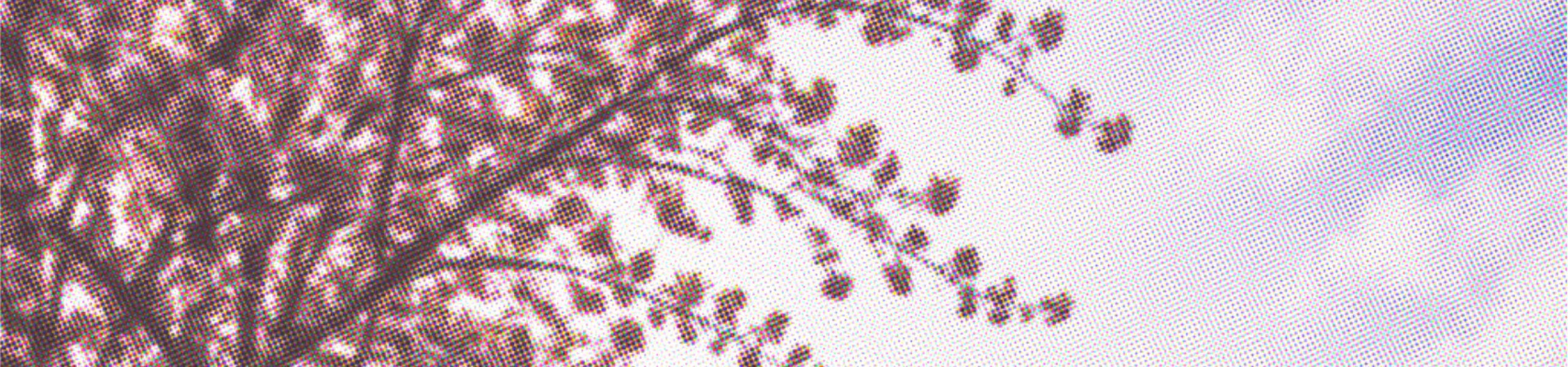 Auschnitt-Cover-Hedis-Erbe